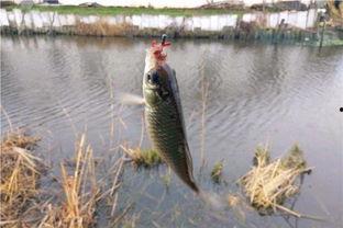 春天钓鱼爆料最新消息,揭秘最新爆料，钓鱼爱好者不容错过的春季钓鱼攻略  第3张